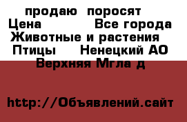 продаю  поросят  › Цена ­ 1 000 - Все города Животные и растения » Птицы   . Ненецкий АО,Верхняя Мгла д.